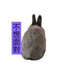 Mochi the rabbit（個別スタンプ：13）