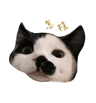 Dai Cat（個別スタンプ：1）
