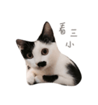 Dai Cat（個別スタンプ：2）