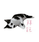 Dai Cat（個別スタンプ：3）