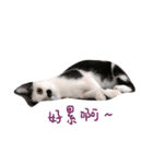 Dai Cat（個別スタンプ：4）