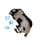 Dai Cat（個別スタンプ：5）