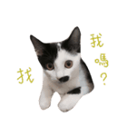 Dai Cat（個別スタンプ：6）