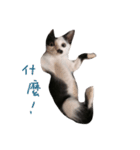 Dai Cat（個別スタンプ：7）