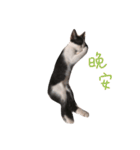 Dai Cat（個別スタンプ：8）
