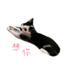Dai Cat（個別スタンプ：9）