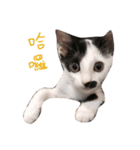 Dai Cat（個別スタンプ：10）