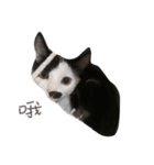 Dai Cat（個別スタンプ：11）