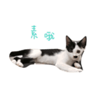 Dai Cat（個別スタンプ：12）