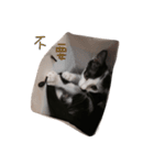 Dai Cat（個別スタンプ：13）