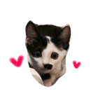 Dai Cat（個別スタンプ：14）