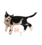 Dai Cat（個別スタンプ：15）