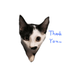 Dai Cat（個別スタンプ：16）