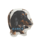 鈴木家 愛犬ココア（個別スタンプ：2）