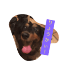 鈴木家 愛犬ココア（個別スタンプ：3）