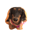 鈴木家 愛犬ココア（個別スタンプ：4）