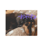 鈴木家 愛犬ココア（個別スタンプ：6）