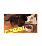 鈴木家 愛犬ココア（個別スタンプ：7）