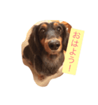 鈴木家 愛犬ココア（個別スタンプ：8）