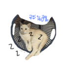 cat'za（個別スタンプ：2）