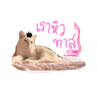 cat'za（個別スタンプ：3）