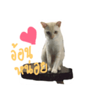 cat'za（個別スタンプ：4）