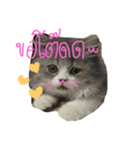 cat'za（個別スタンプ：5）