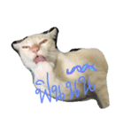 cat'za（個別スタンプ：6）