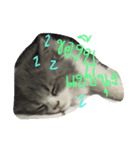 cat'za（個別スタンプ：7）
