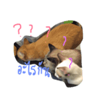 cat'za（個別スタンプ：8）