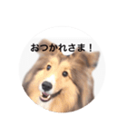 シェルティ♡サラ（個別スタンプ：1）