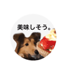 シェルティ♡サラ（個別スタンプ：3）