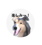 シェルティ♡サラ（個別スタンプ：4）