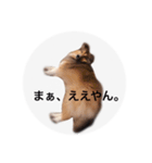シェルティ♡サラ（個別スタンプ：5）