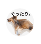 シェルティ♡サラ（個別スタンプ：7）