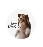 シェルティ♡サラ（個別スタンプ：8）