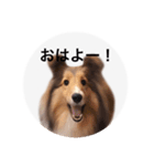 シェルティ♡サラ（個別スタンプ：9）