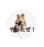 シェルティ♡サラ（個別スタンプ：11）