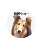 シェルティ♡サラ（個別スタンプ：12）