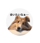 シェルティ♡サラ（個別スタンプ：13）
