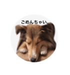 シェルティ♡サラ（個別スタンプ：14）