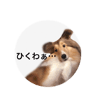 シェルティ♡サラ（個別スタンプ：15）