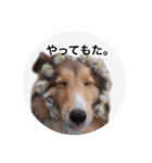 シェルティ♡サラ（個別スタンプ：16）