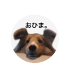 シェルティ♡サラ（個別スタンプ：17）