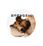シェルティ♡サラ（個別スタンプ：19）