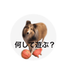 シェルティ♡サラ（個別スタンプ：20）