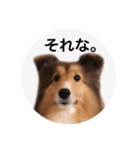 シェルティ♡サラ（個別スタンプ：22）