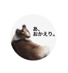 シェルティ♡サラ（個別スタンプ：26）