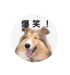 シェルティ♡サラ（個別スタンプ：27）