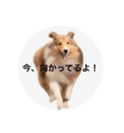 シェルティ♡サラ（個別スタンプ：31）